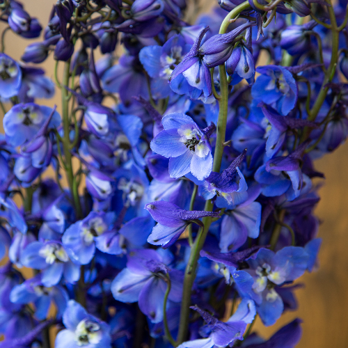Dark Blue Designer Delphinium Wholesale Flowers FiftyFlowers