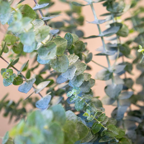 True Blue Eucalyptus Flowers
