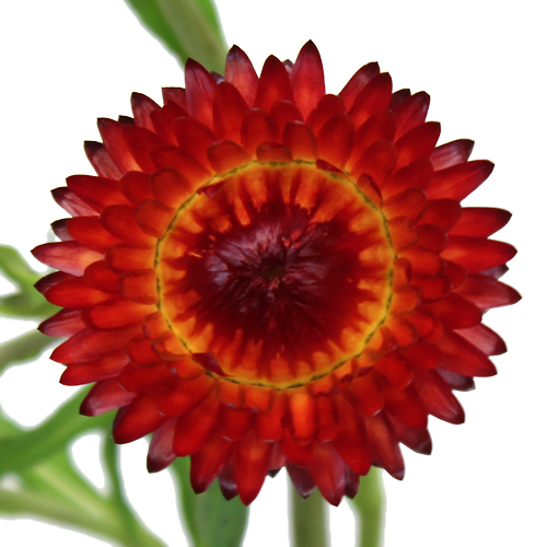 Wholesale Burgundy Red Straw Flower
