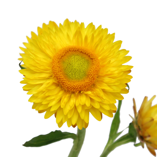 Fresh Cut Yellow Straw Flower
