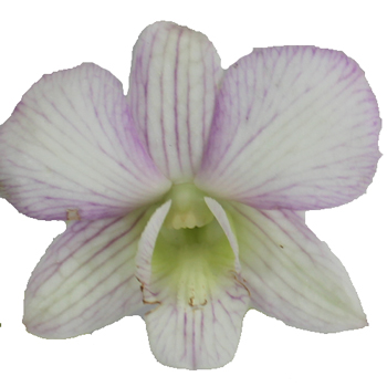 Sugar Coated Loose Orchid Blooms