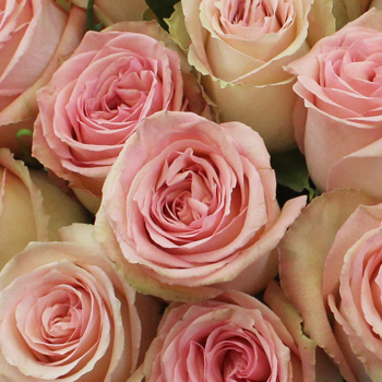 Sweet Elegance Bicolor Rose Fiftyflowers Com