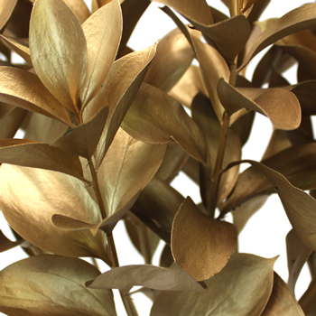Golden ruscus wedding greenery tinted sold near me