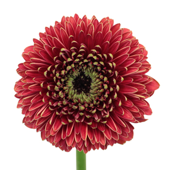 Crimson Rust Gerrondo Gerbera Daisies