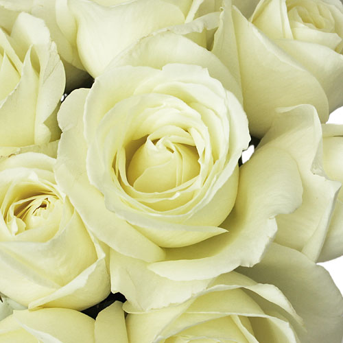 Bulk Vanilla Cream Garden Roses Wholesale Rose FiftyFlowers