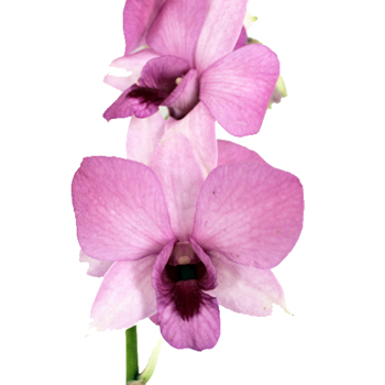 Velvet Kiss Loose Orchid Blooms