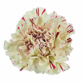 Vintage Candy Cane Carnations Bulk Flowers Fiftyflowers