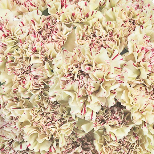 Vintage Candy Cane Carnations Bulk Flowers FiftyFlowers