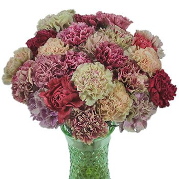Mixed Color Vintage Carnations
