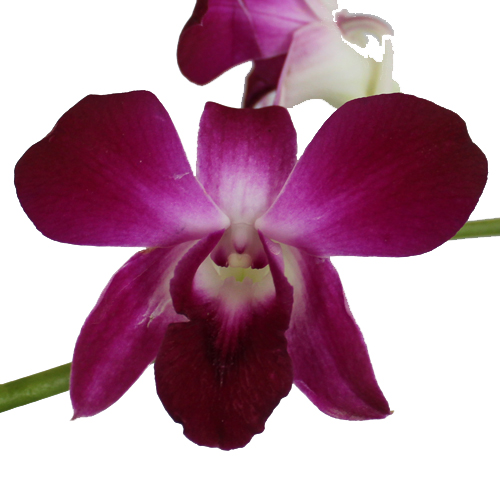 Violicious Loose Orchid Blooms