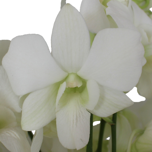 White Dendrobium Wholesale Orchids