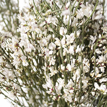 White ginestra DIY wedding flower