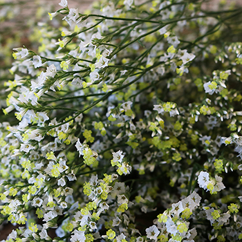 White Limonium Flowers