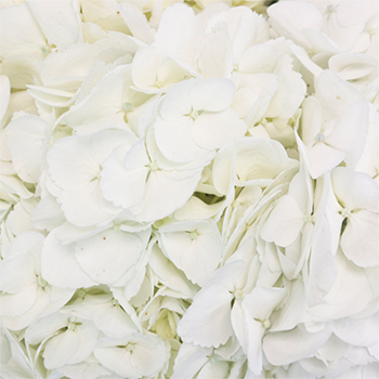 White Medellin Hydrangea Wholesale Flower Up close