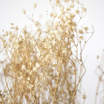 Canyon Dreams Natural Bleached Gypsophila
