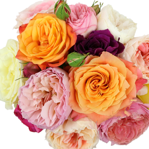 Wholesale Garden Roses Assorted Colors DIY Wedding Rose FiftyFlowers
