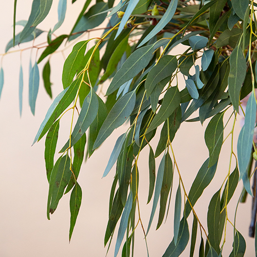 Willow Fresh Eucalyptus Greenery