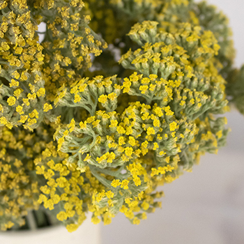 Yarrow Achillea Yellow Flower