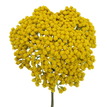 Common Yarrow Flower Quotes - Best Flower Wallpaper