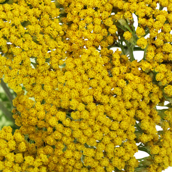 Yarrow Achillea Yellow Flower
