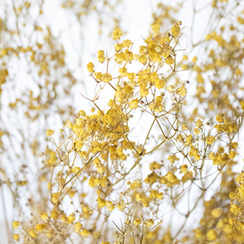 Smiley Face Yellow Dried Baby's Breath