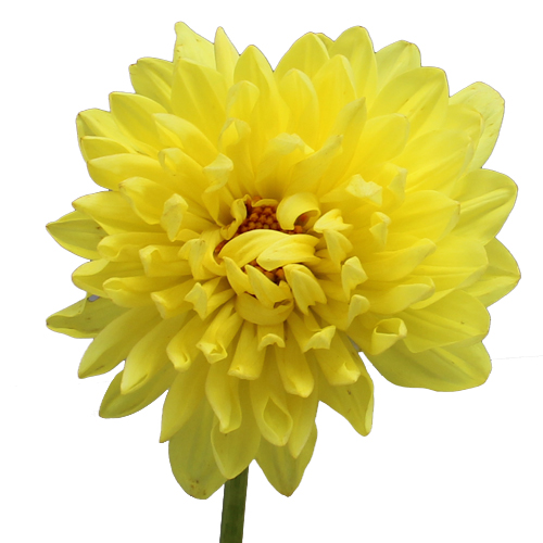 Yellow Wholesale Dahlias