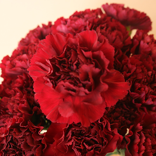 Burgundy Carnations Bulk Flowers FiftyFlowers